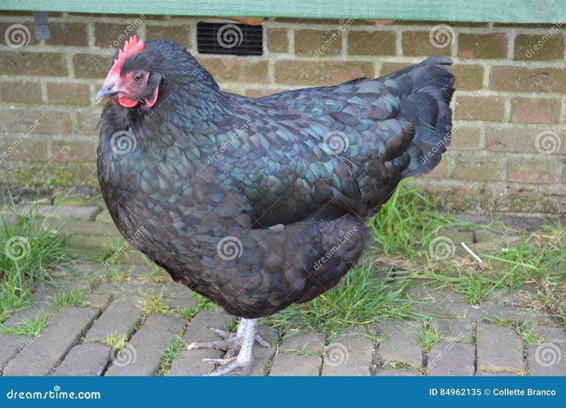 Chicken road - Spelervaring op Chicken Road Casino: waarom het zo populair is in Nederland