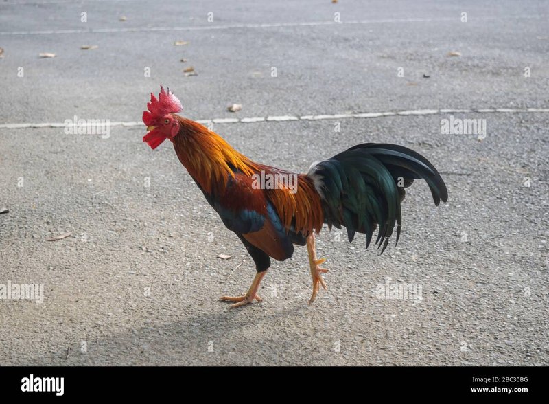 Netherlands - chicken road spel